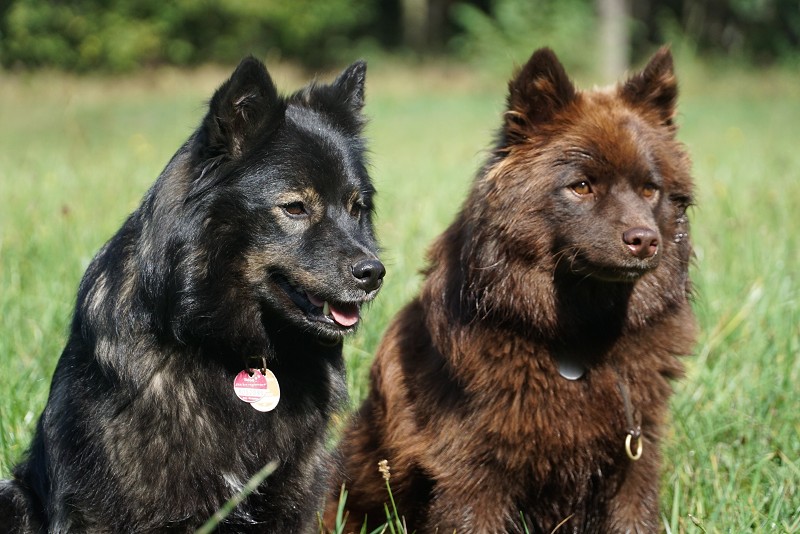 Finnische Lapphunde Lilly und Baili