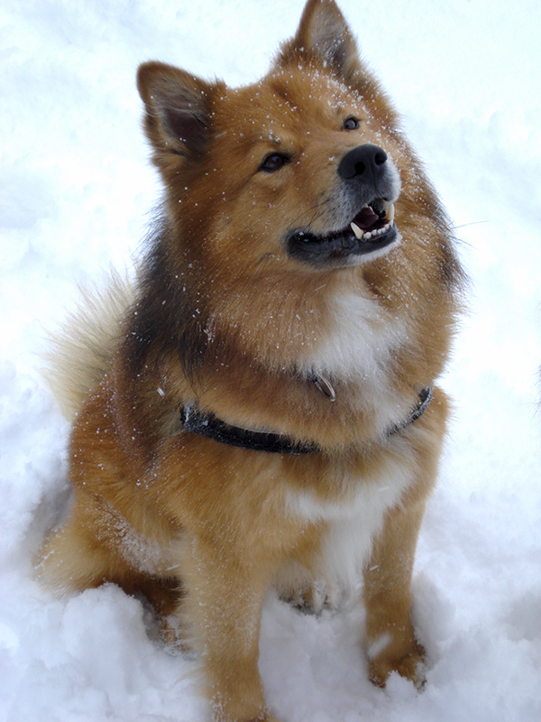 Finnischer Lapphund sable mit Abzeichen