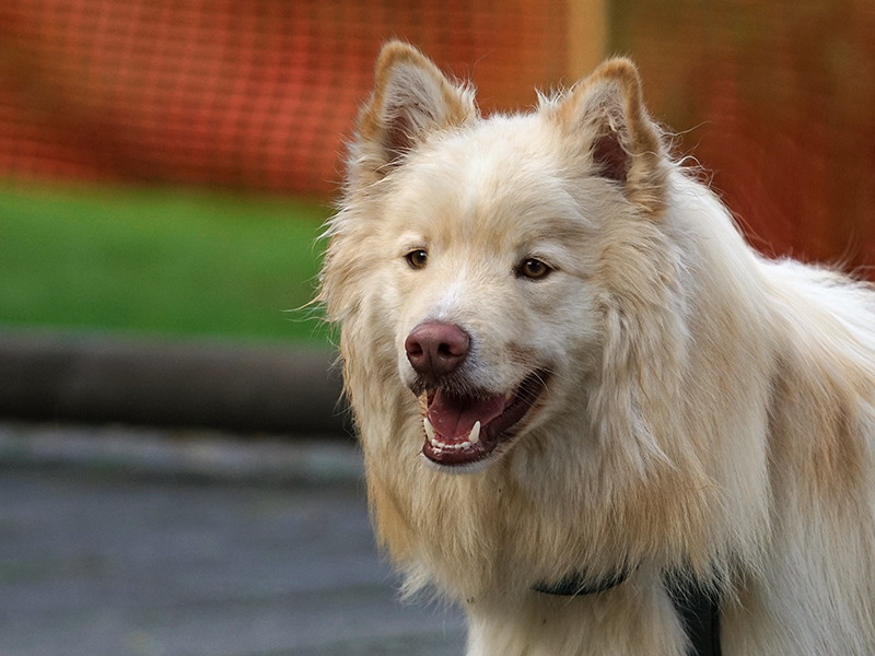 Finnischer Lapphund braun-creme