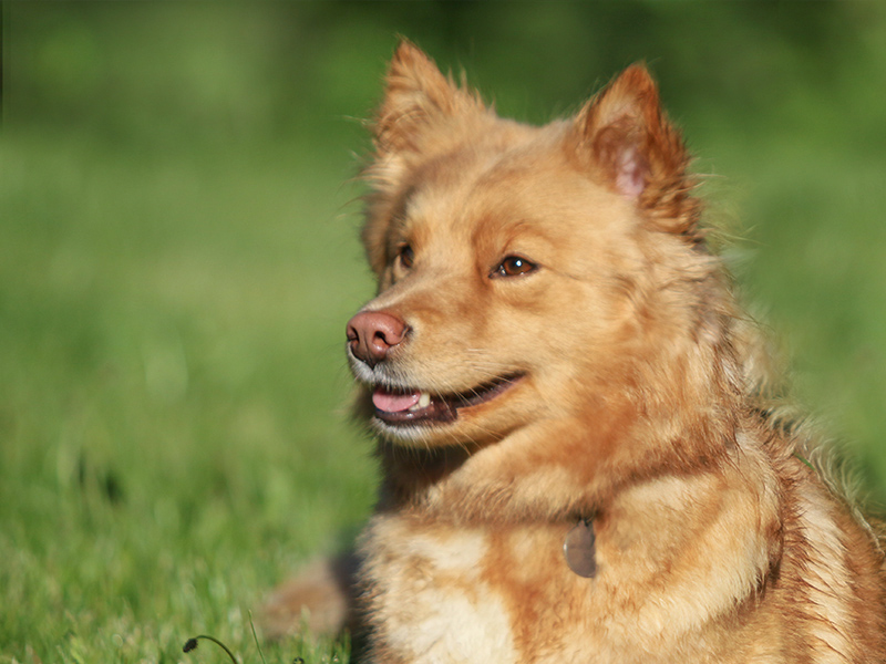 Finnischer-Lapphund sable-braun