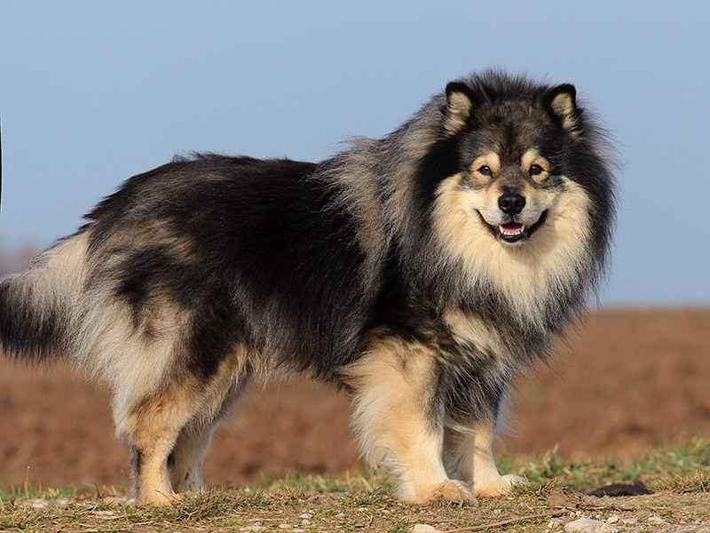 Finnischer Lapphund wildfarben