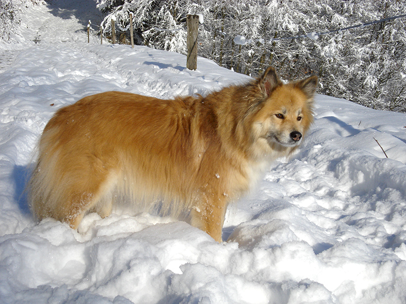 Finnischer Lapphund sable