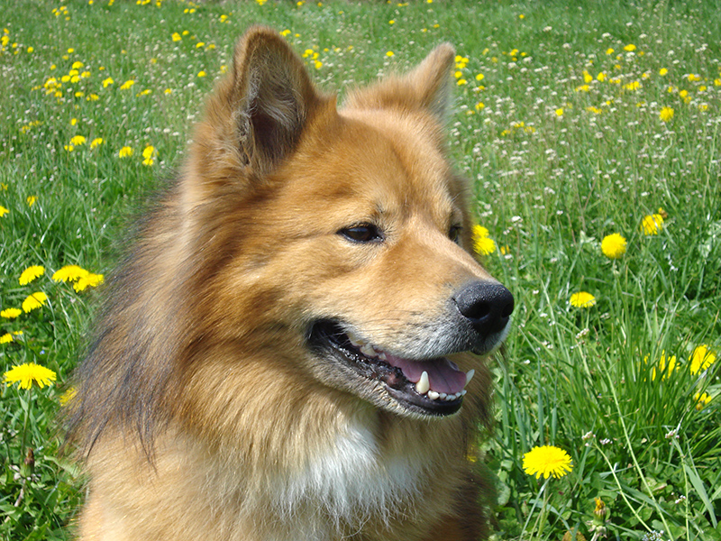 Finnischer Lapphund sable