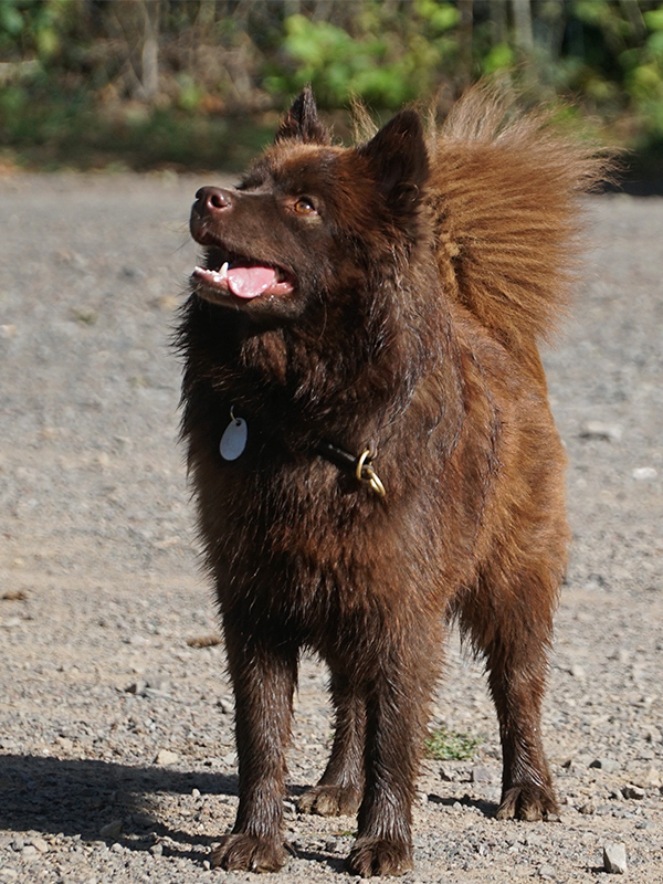 Finnischer Lapphund braun