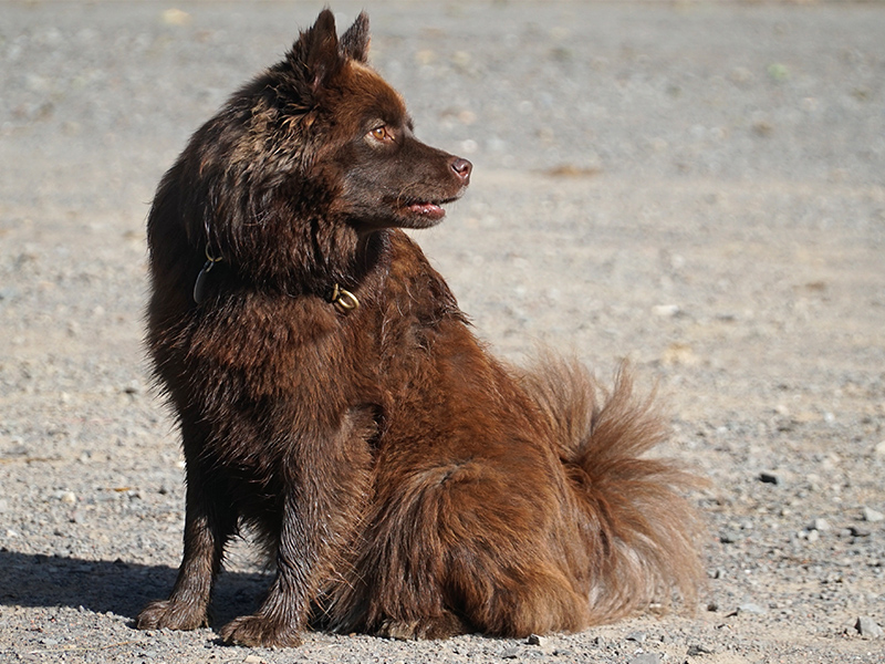 Finnischer Lapphund braun 