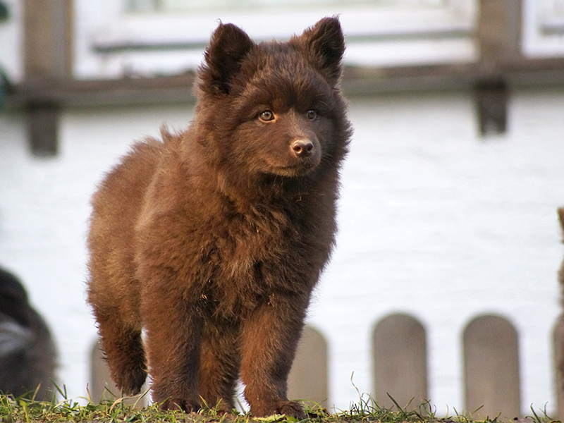 Finnischer Lapphund braun Welpe