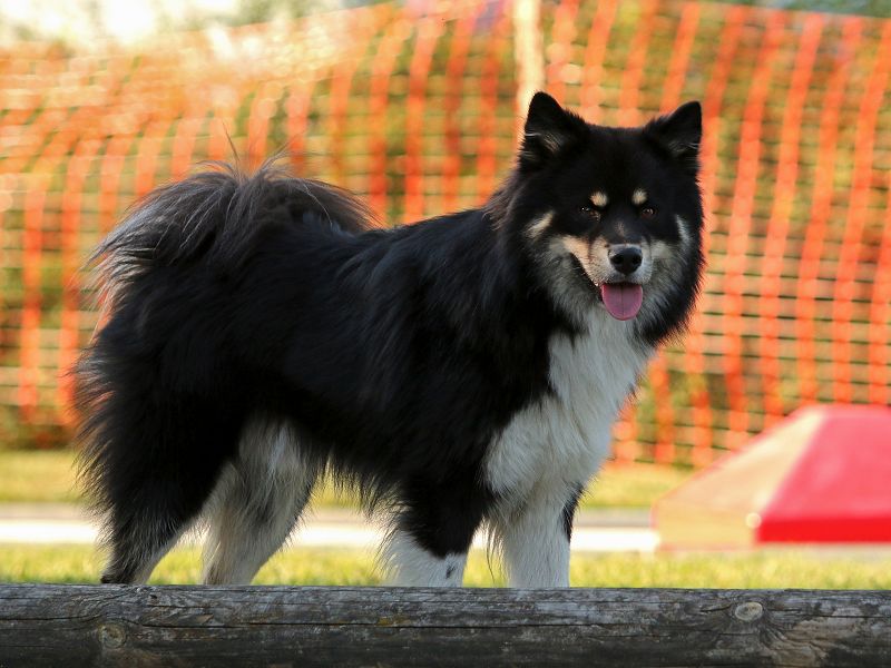 Finnischer Lapphund tricolor