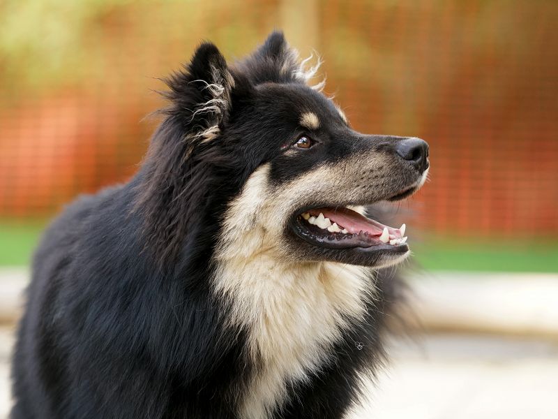 Finnischer Lapphund black-tan