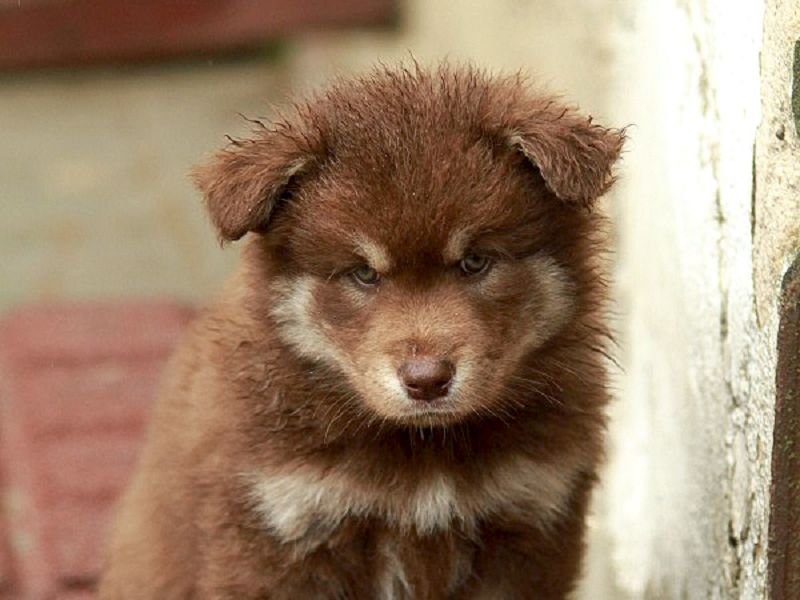 Finnischer Lapphund braun-tan Welpe