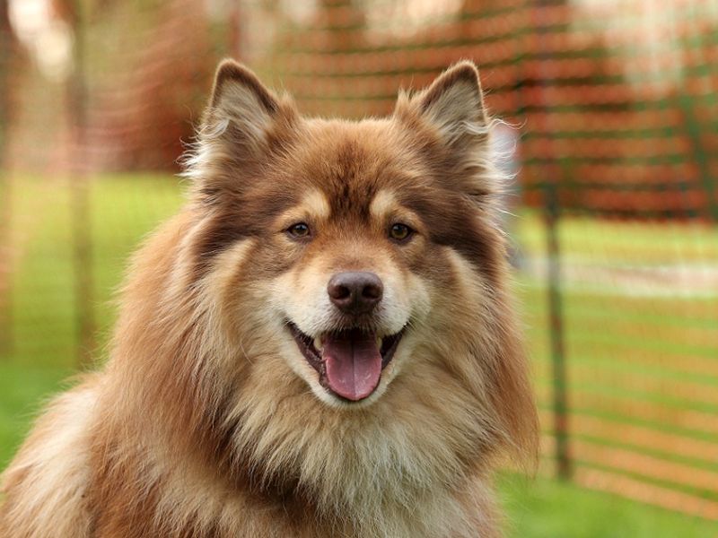 Finnischer Lapphund braun-wildfarben 