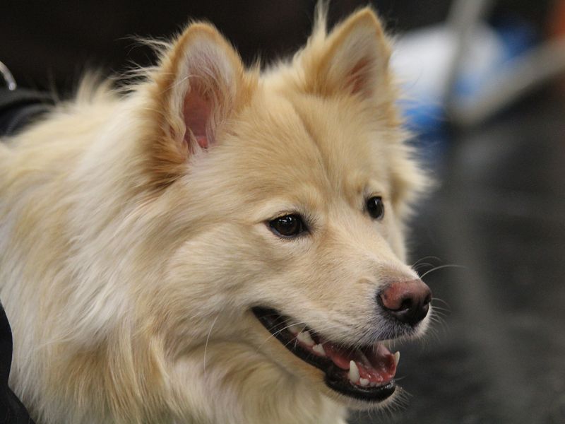 Finnischer Lapphund creme