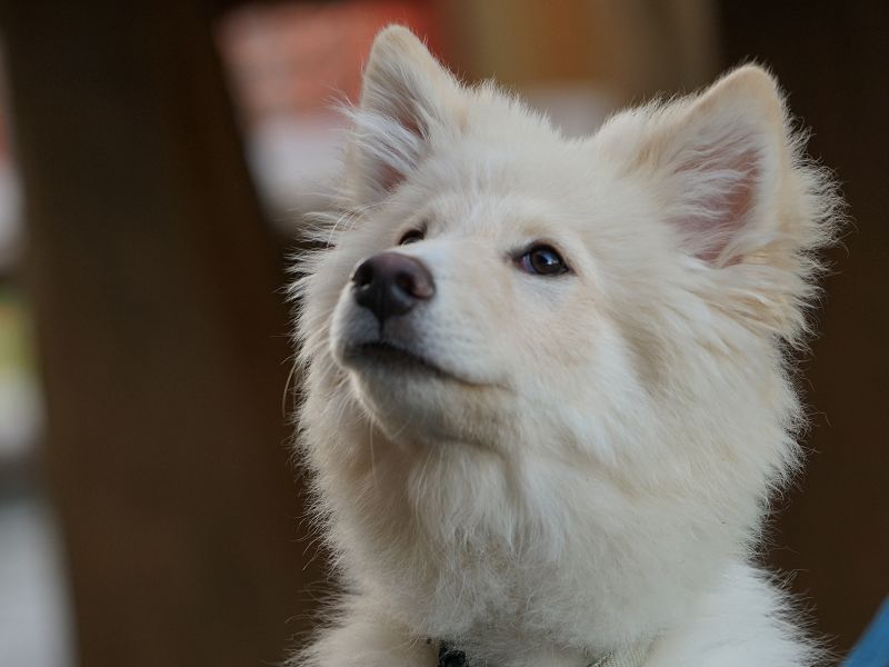 Finnischer Lapphund creme Welpe