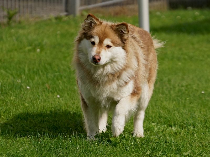 Finnischer Lapphund domino 