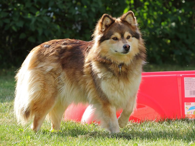 Finnischer Lapphund domino