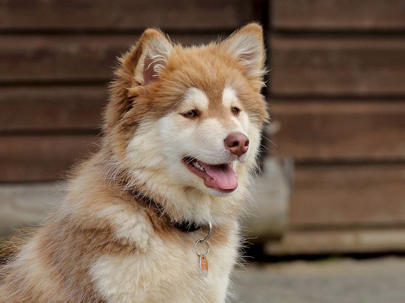 Finnischer Lapphund braun domino Welpe