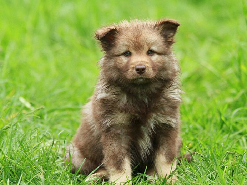 Finnischer Lapphund braun-wildfarben Welpe