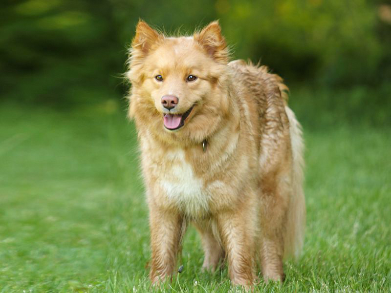 Finnischer Lapphund braun-sable