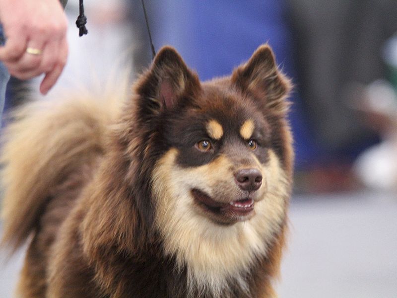 Finnischer Lapphund braun-tan