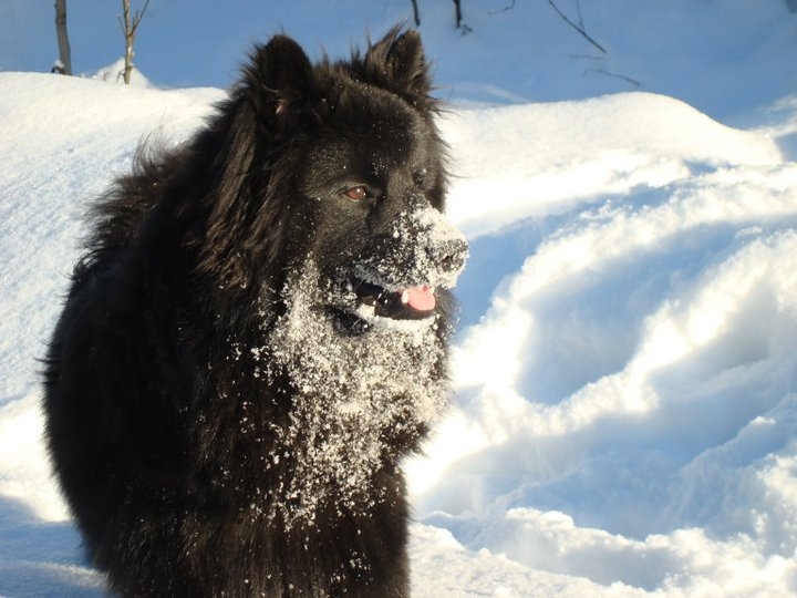 Schwedischer Lapphund im Schnee