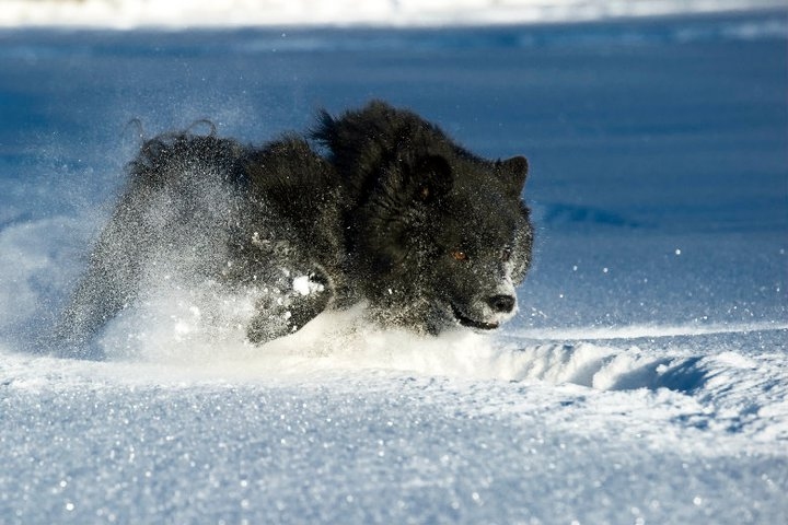 Schwedischer-Lapphund im Schnee