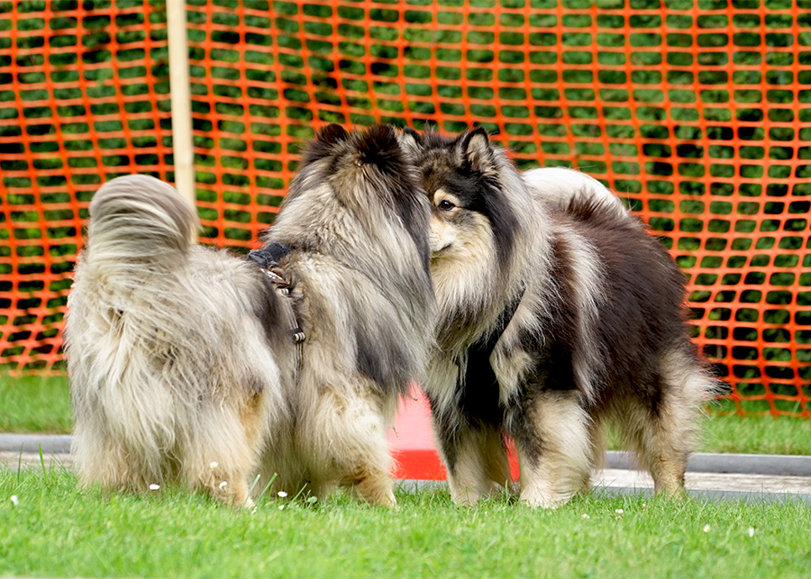 Finnische Lapphunde Lapphundtreffen 2017