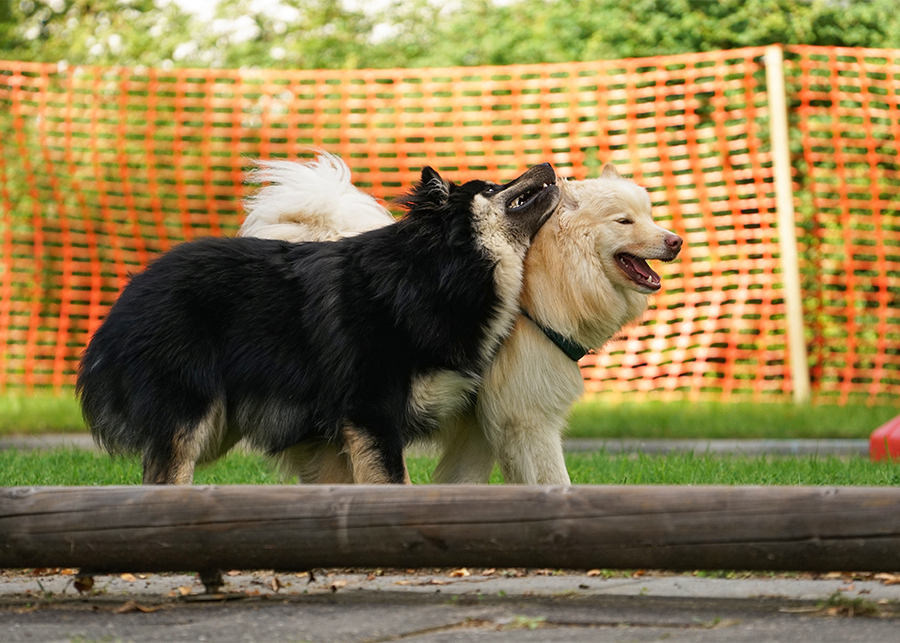 Finnische Lapphunde Lapphundtreffen 2017