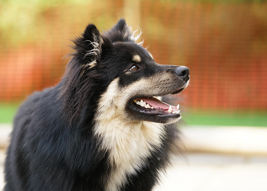 Finnischer Lapphund Lapphundtreffen 2017