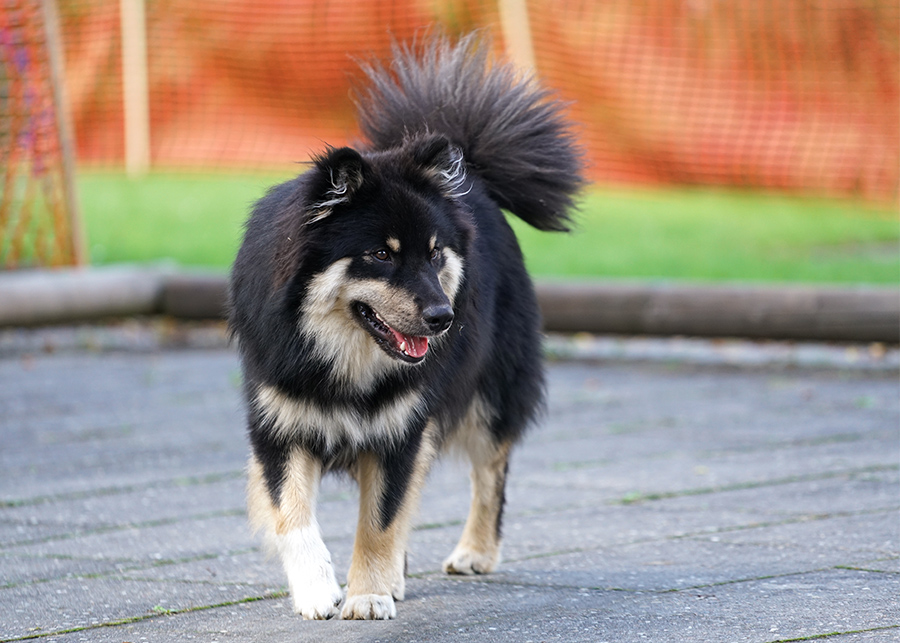 Finnischer-Lapphund