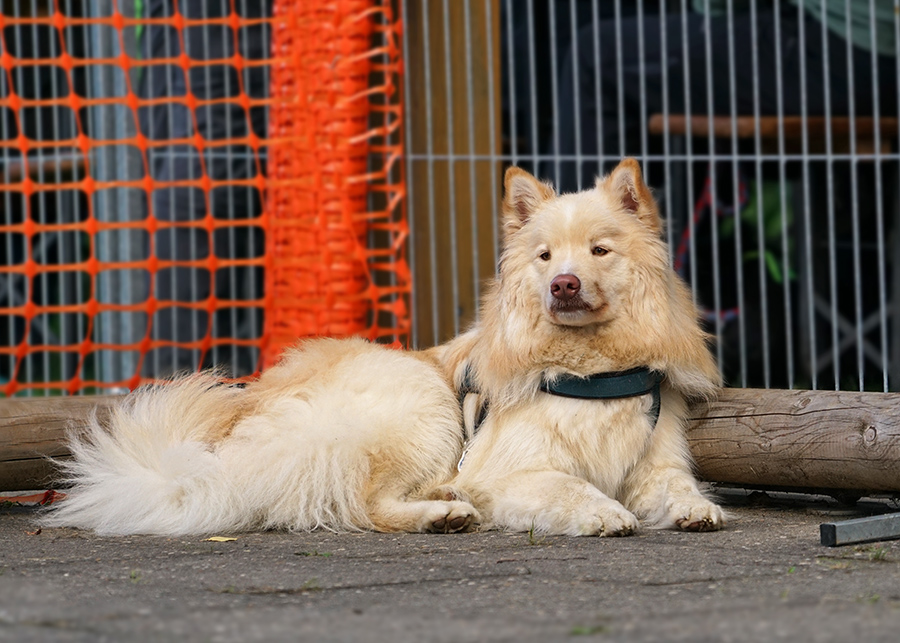 Finnischer Lapphund Lapphundtreffen 2017