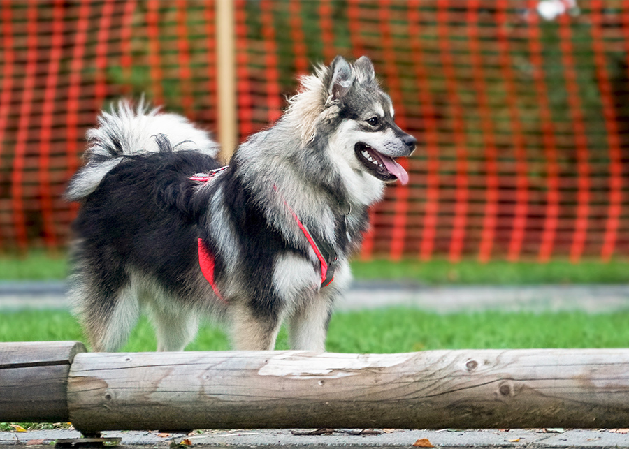 Finnischer Lapphund Emma