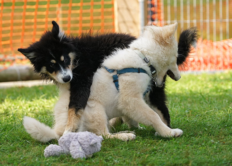 Finnischer Lapphund Welpen 