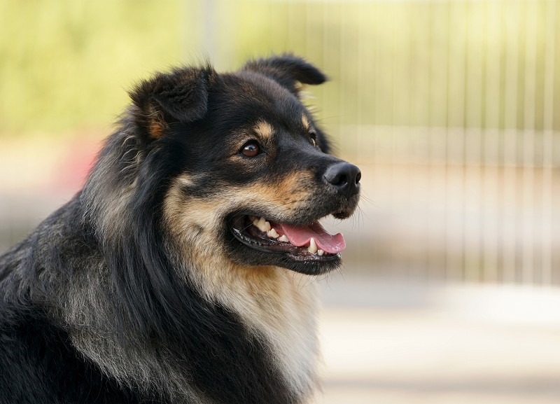 Finnischer Lapphund Lapphundtreffen 2018