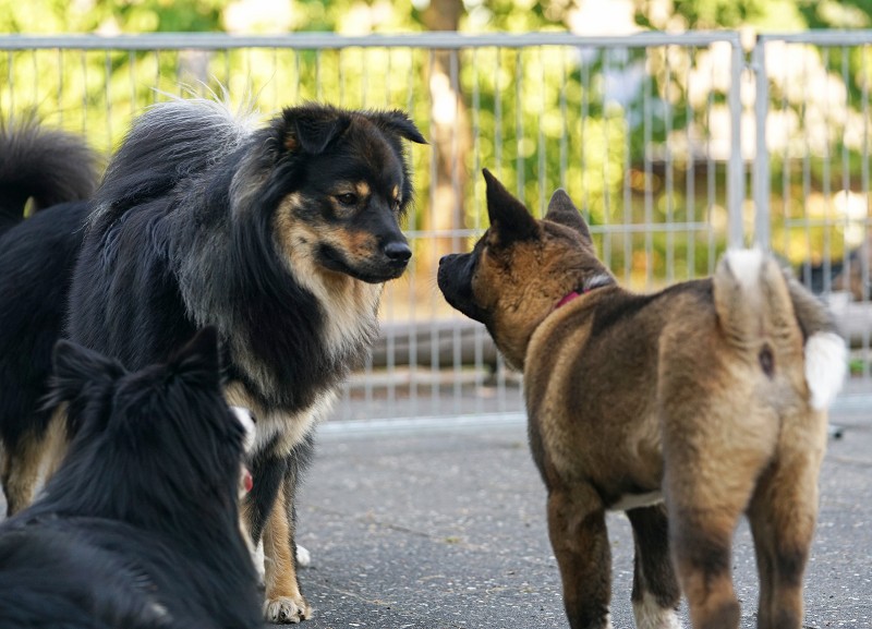 Lapphundtreffen 2018