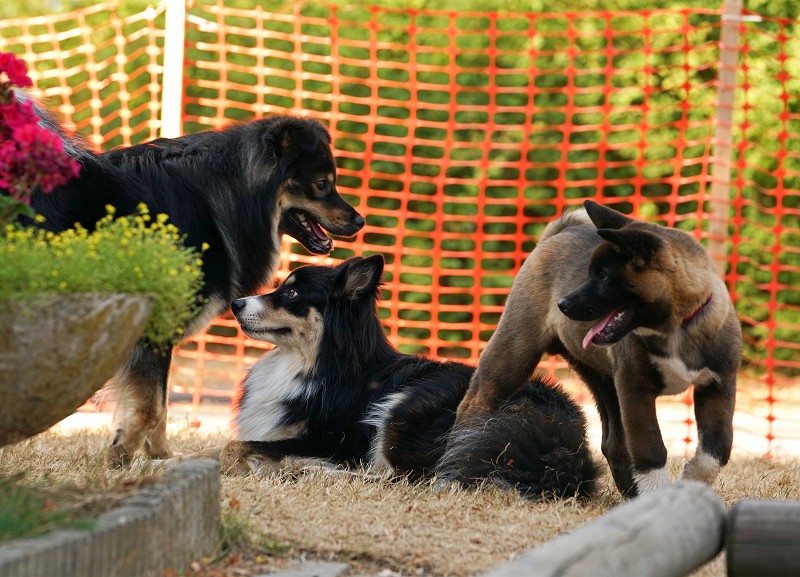 Finnische Lapphunde Lapphundtreffen 2018