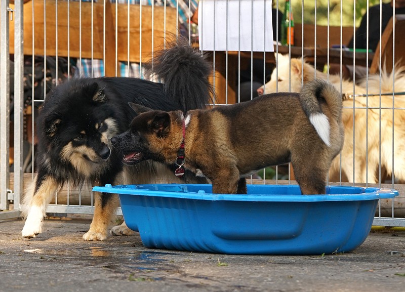 Finnischer Lapphund Lapphundtreffen 2018