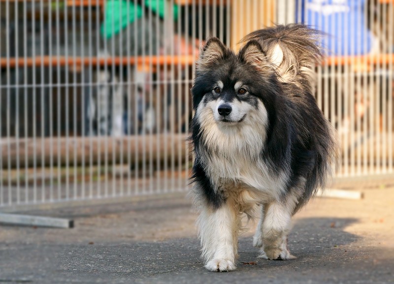 Finnischer Lapphund Lapphundtreffen 2018