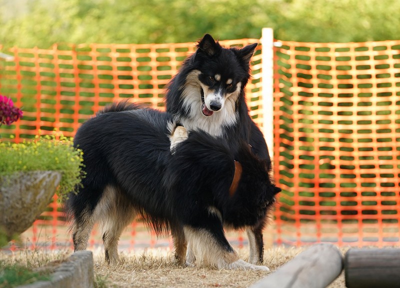 Finnische Lapphunde Lapphundtreffen 2018