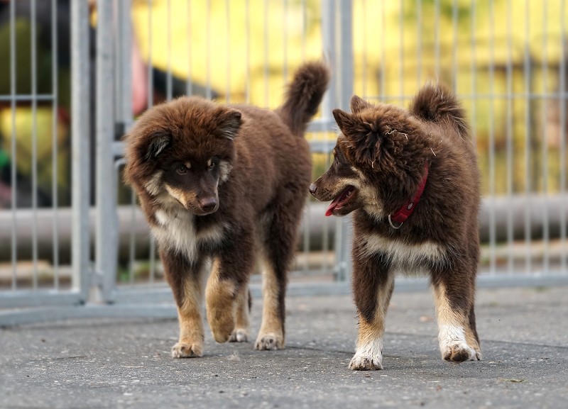 Finnische Lapphundwelpen Lapphundtreffen 2018