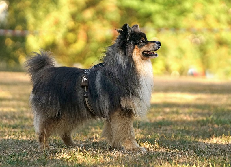 Finnischer Lapphund Lapphundtreffen 2018