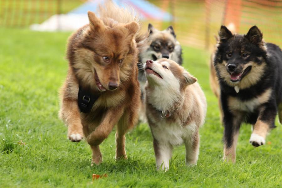 Lapphundtreffen 2014 Philippsthal