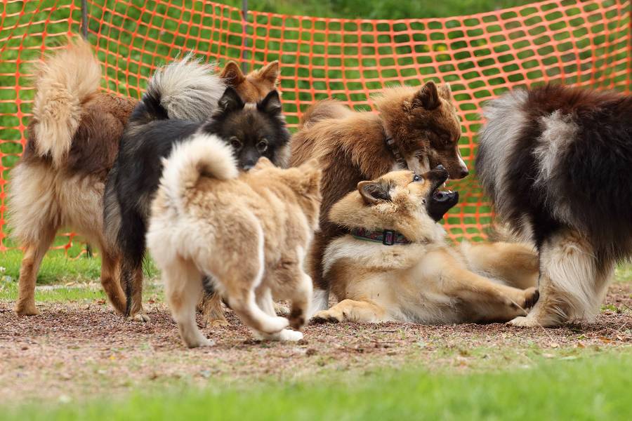 Finnische Lapphunde Lapphundtreffen 2014