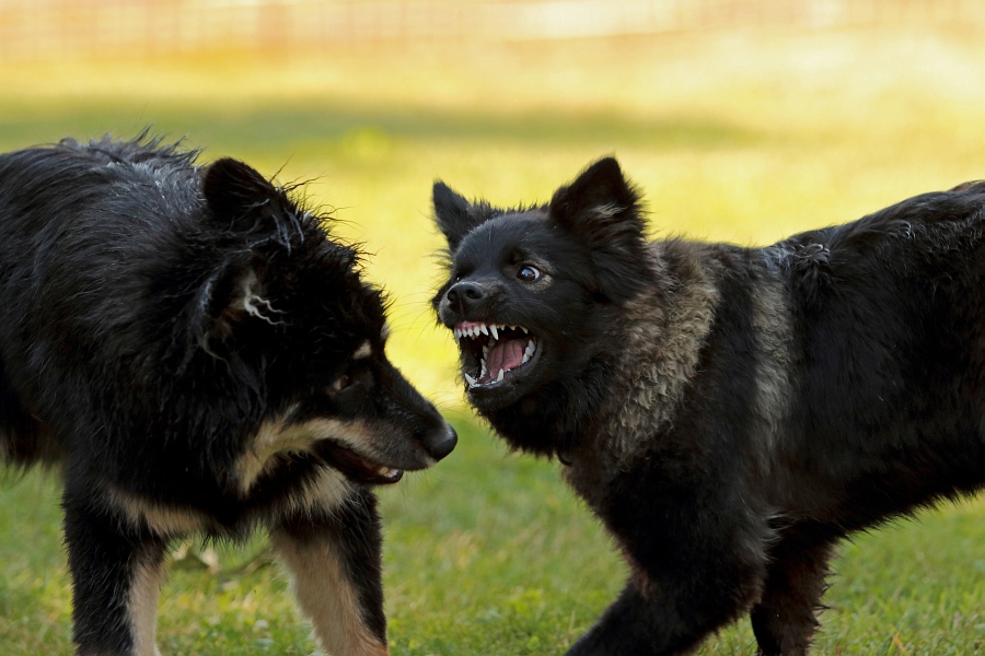 Lapphundtreffen 2015 Philippsthal