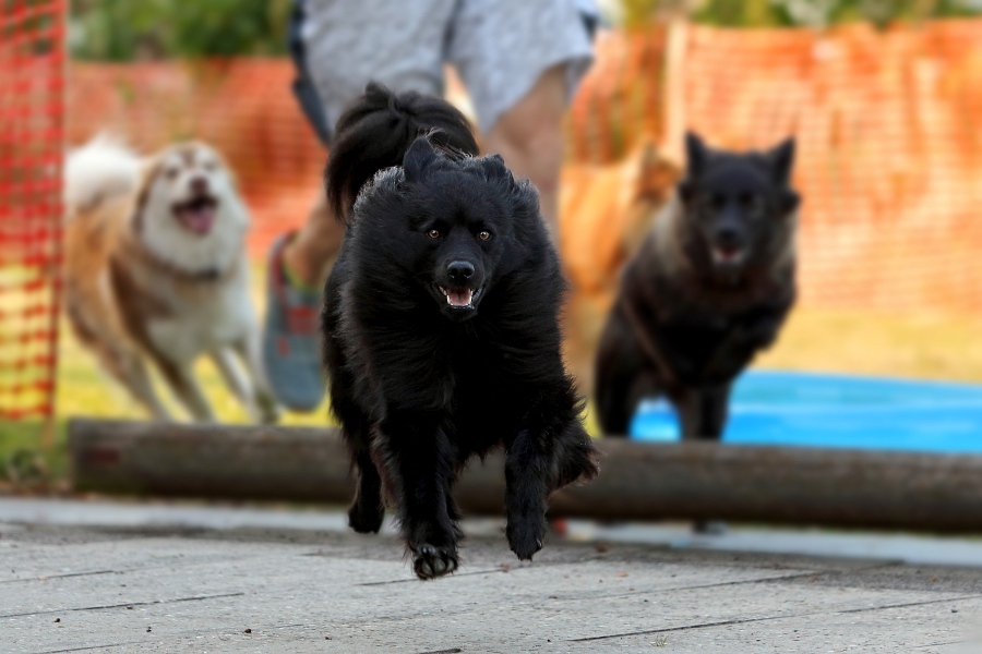 Großspitz Finja Lapphundtreffen