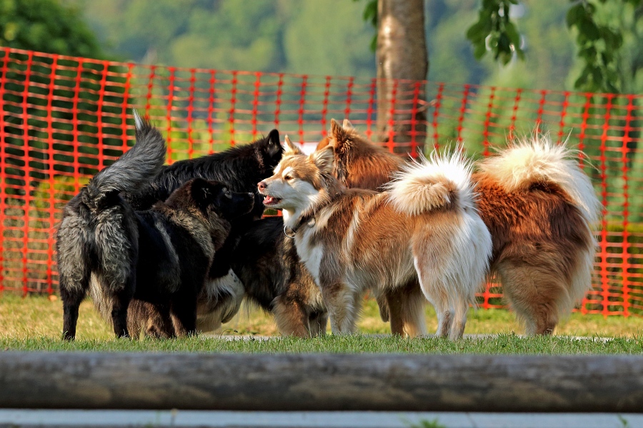 Finnische Lapphunde Lapphundtreffen 2015