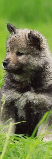 LK-Welpi.jpg