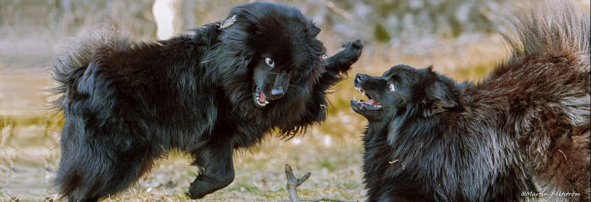 Schwedische Lapphunde - Martin-Faltstrom