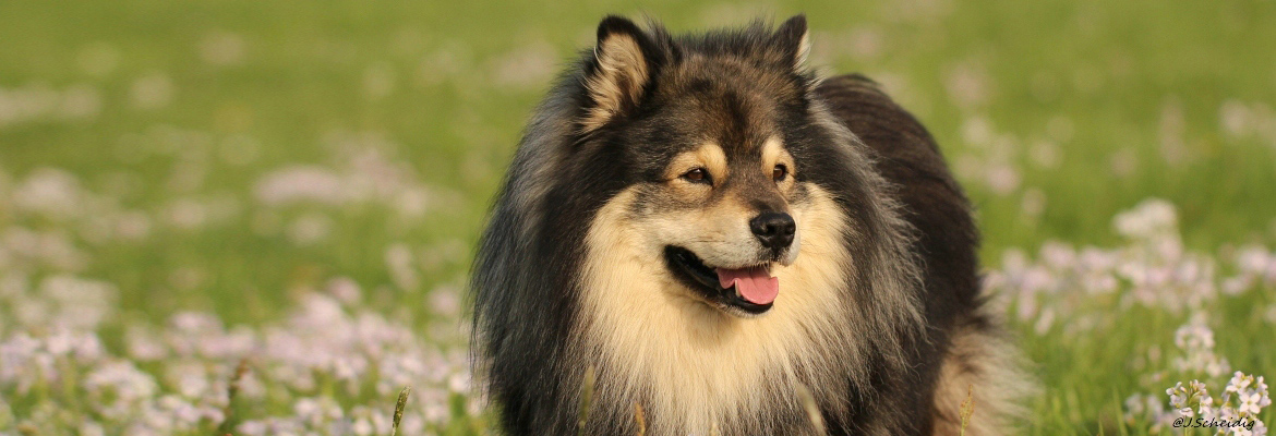 Finnischer Lapphund Long-Live-Dream Alaska