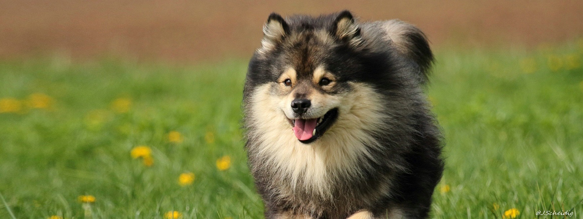 Schwedischer Lapphund Mika - Janet Scheidig