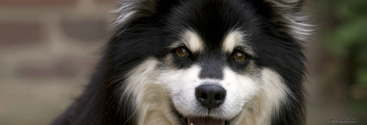 Finnischer Lapphund Vasko