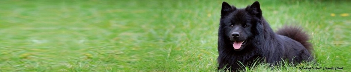 Schwedischer-Lapphund-Züchter